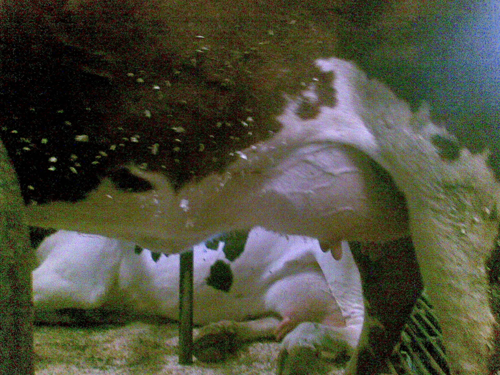 Ursulan utare